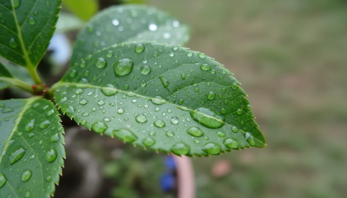 Bonsai Fertilization Guide: Best Practices & Products - Close-up view of a v