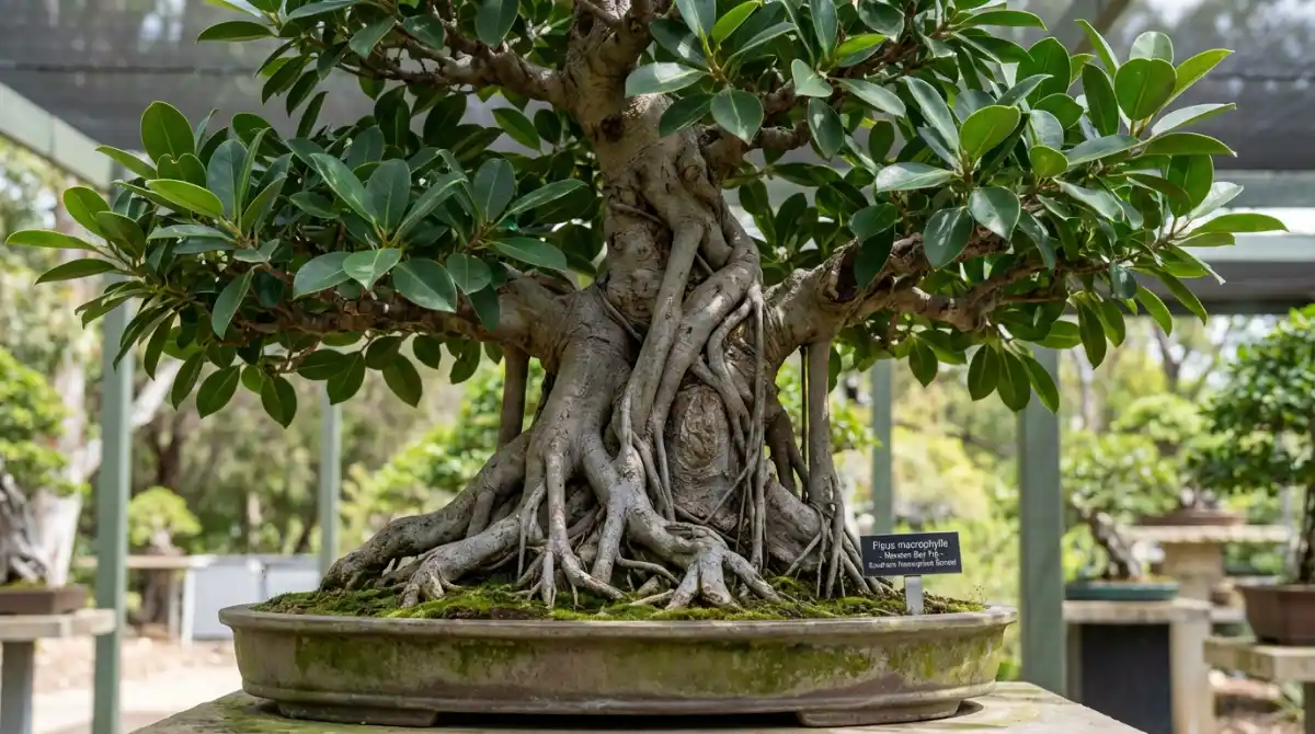 Specific Ficus macrophylla bonsai care and styling for root development