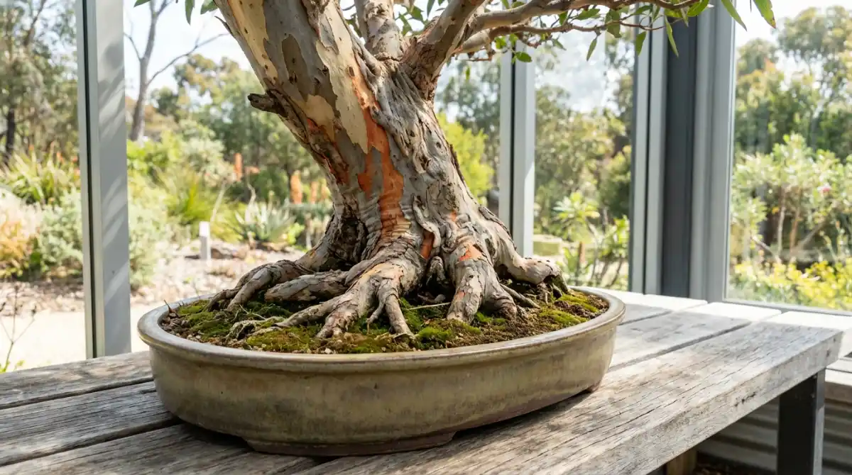 Well-developed trunk and nebari of a Eucalyptus bonsai