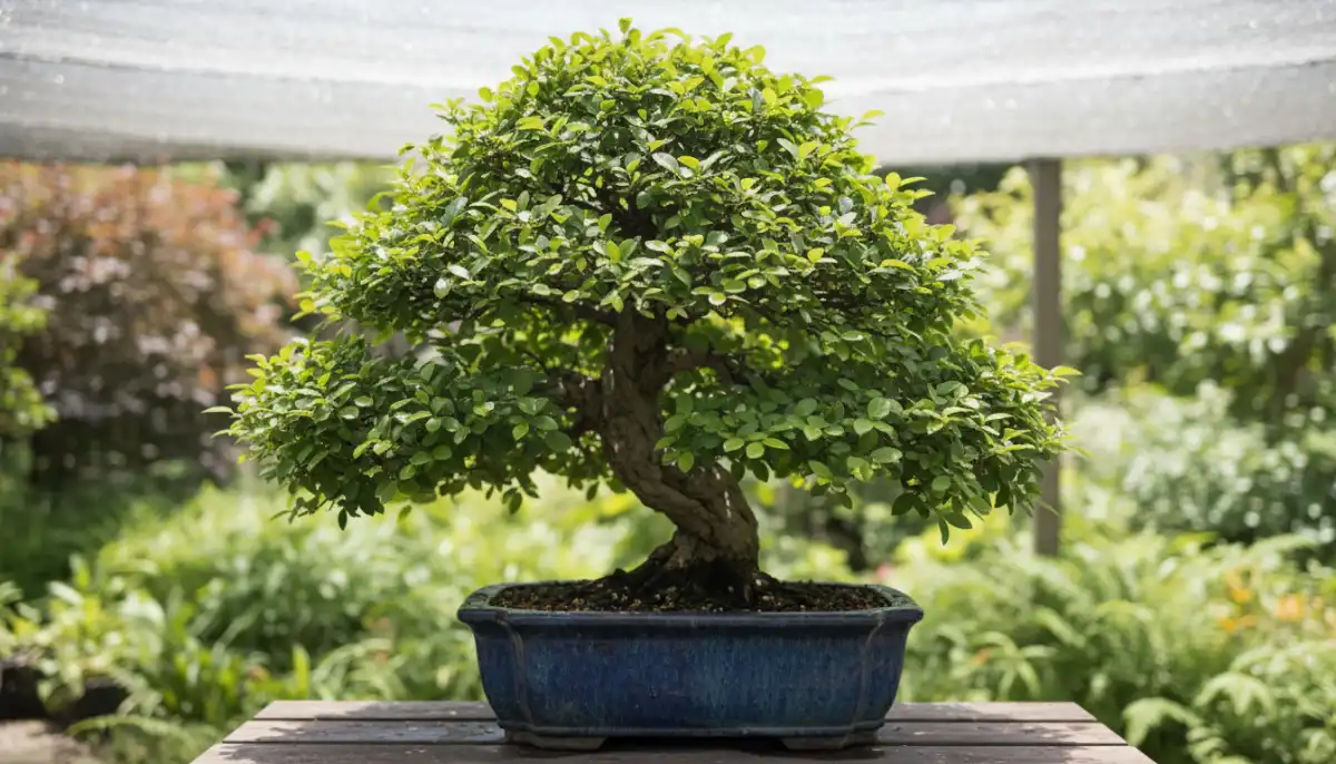 Summer Bonsai Care: Heat & Humidity Management - A beautiful, healthy