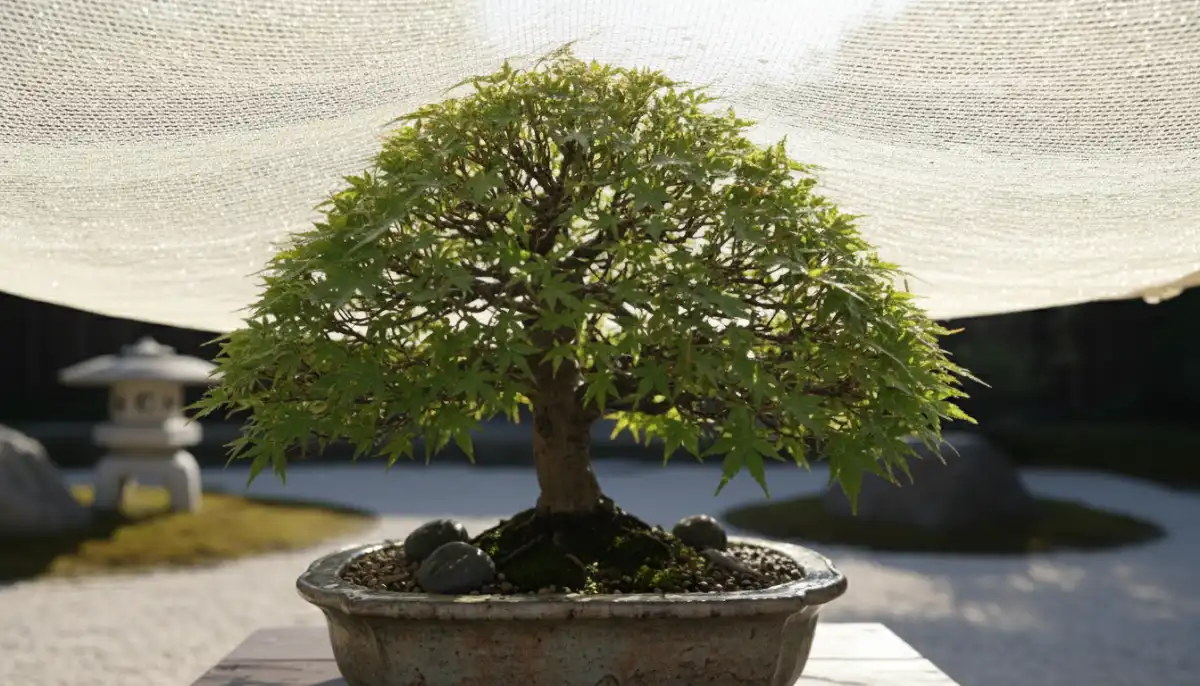 Summer Bonsai Care: Heat & Humidity Management - A bonsai tree placed