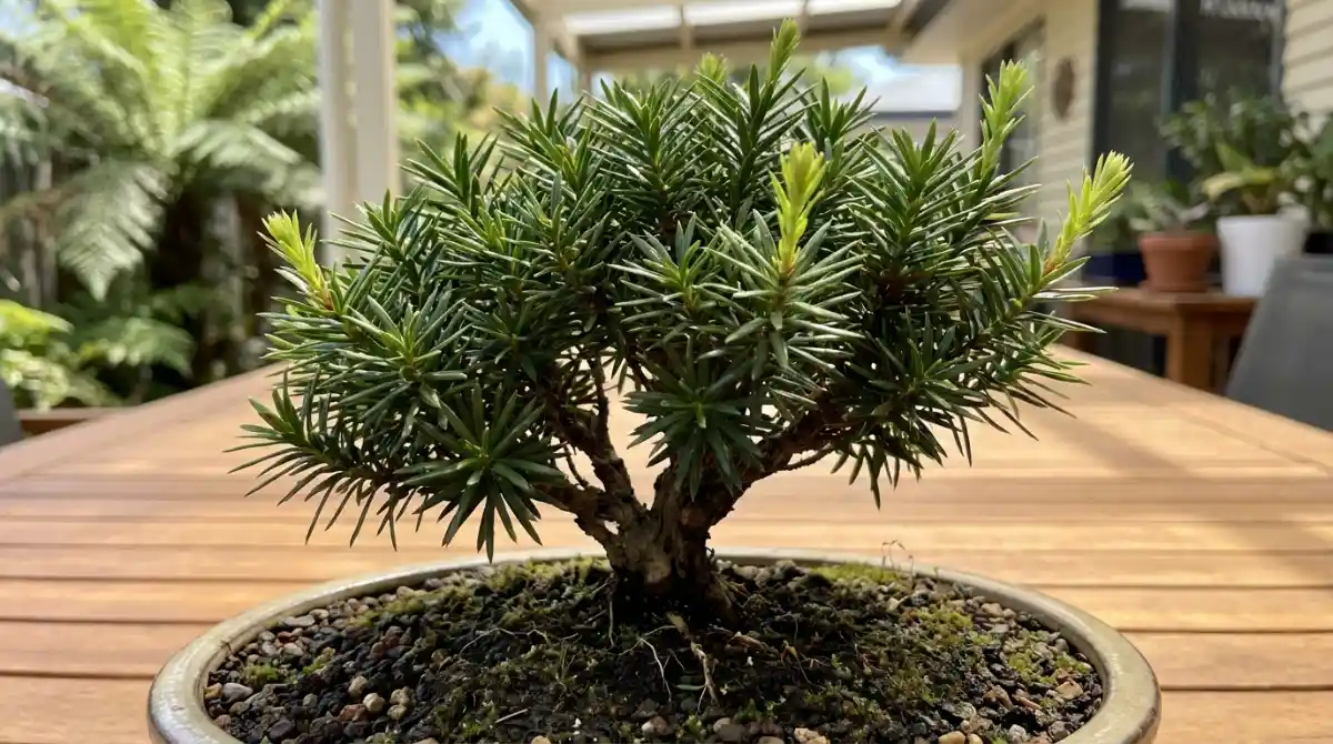 Signs of a healthy Southern Hemisphere native bonsai
