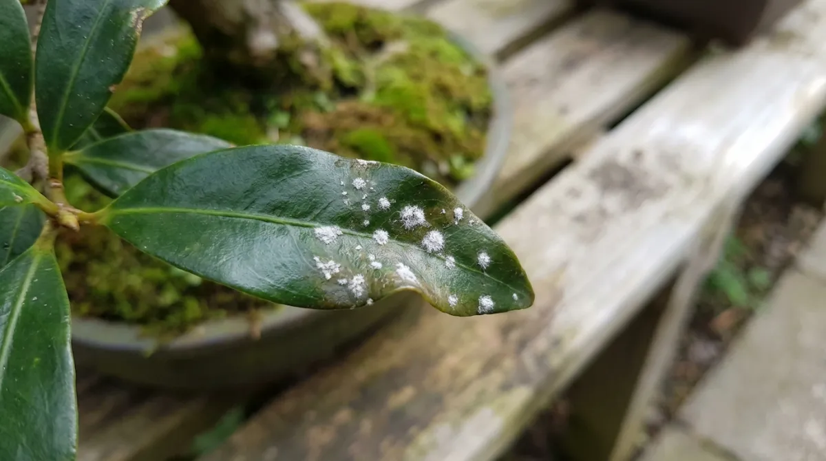 Powdery mildew on a New Zealand native bonsai leaf, a common fungal disease