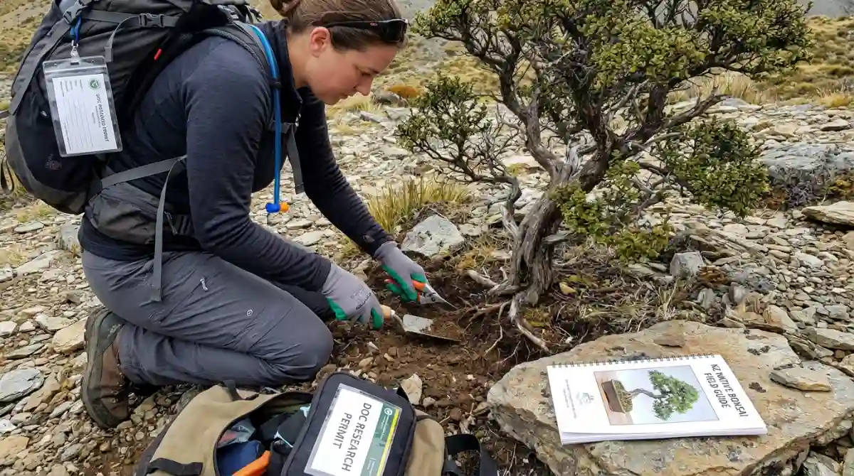 Ethical yamadori collection of NZ native tree