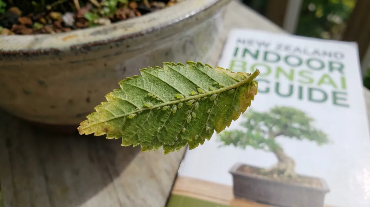Pest and disease prevention for indoor bonsai in NZ