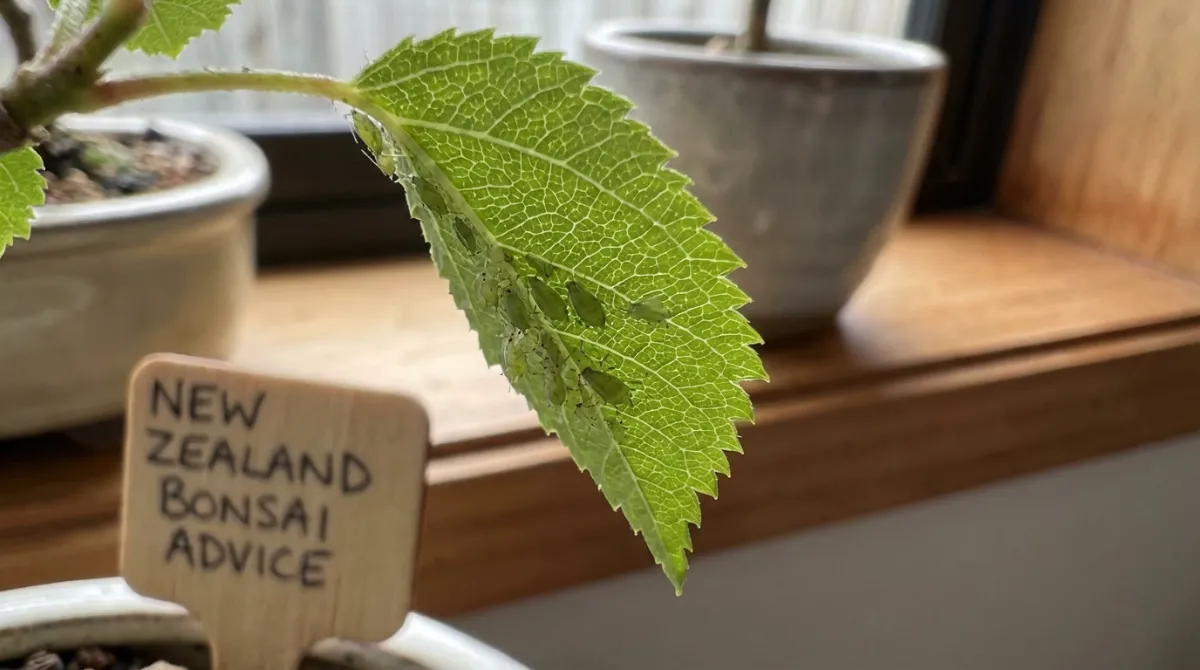 Identifying & Treating Bonsai Pests and Diseases in NZ