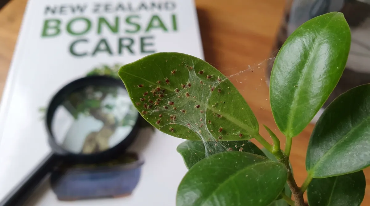 Spider mites and webbing on a bonsai leaf