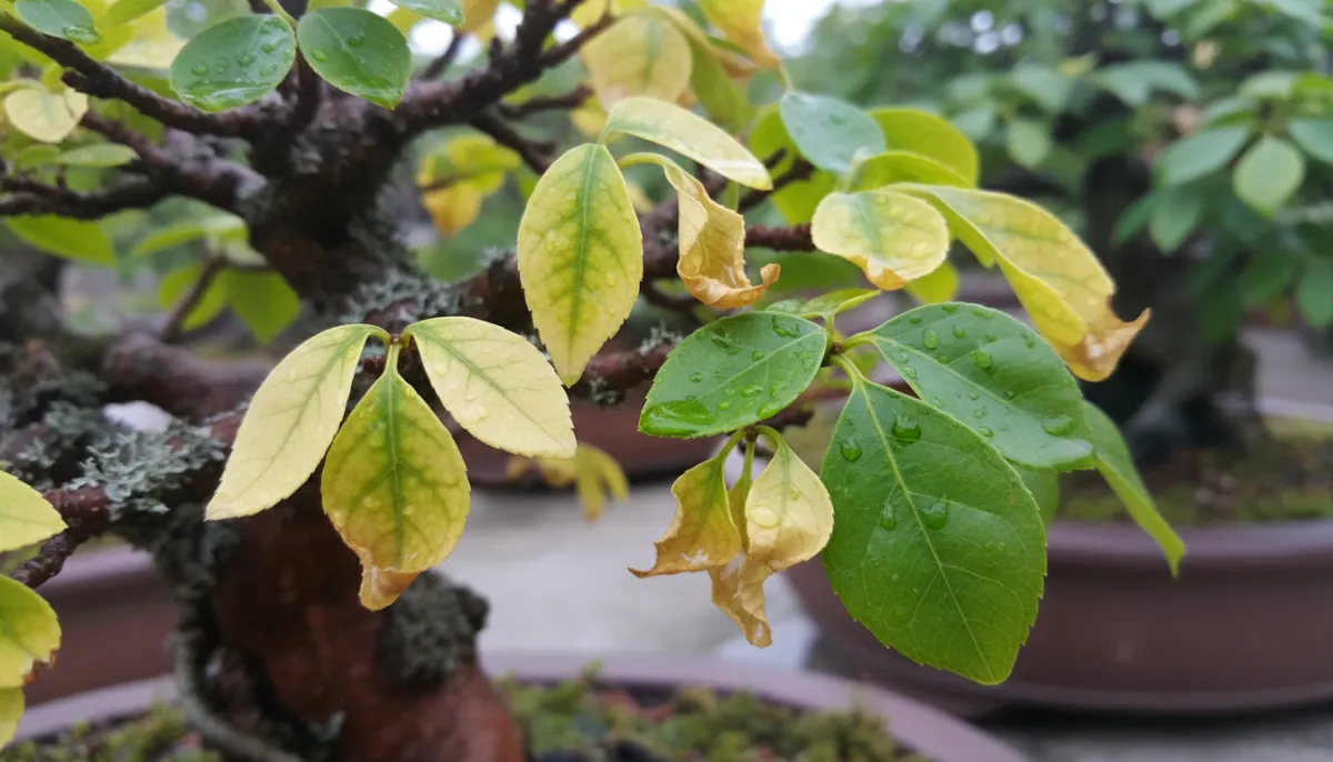 Yellow Leaves Bonsai Fix – Bonzai