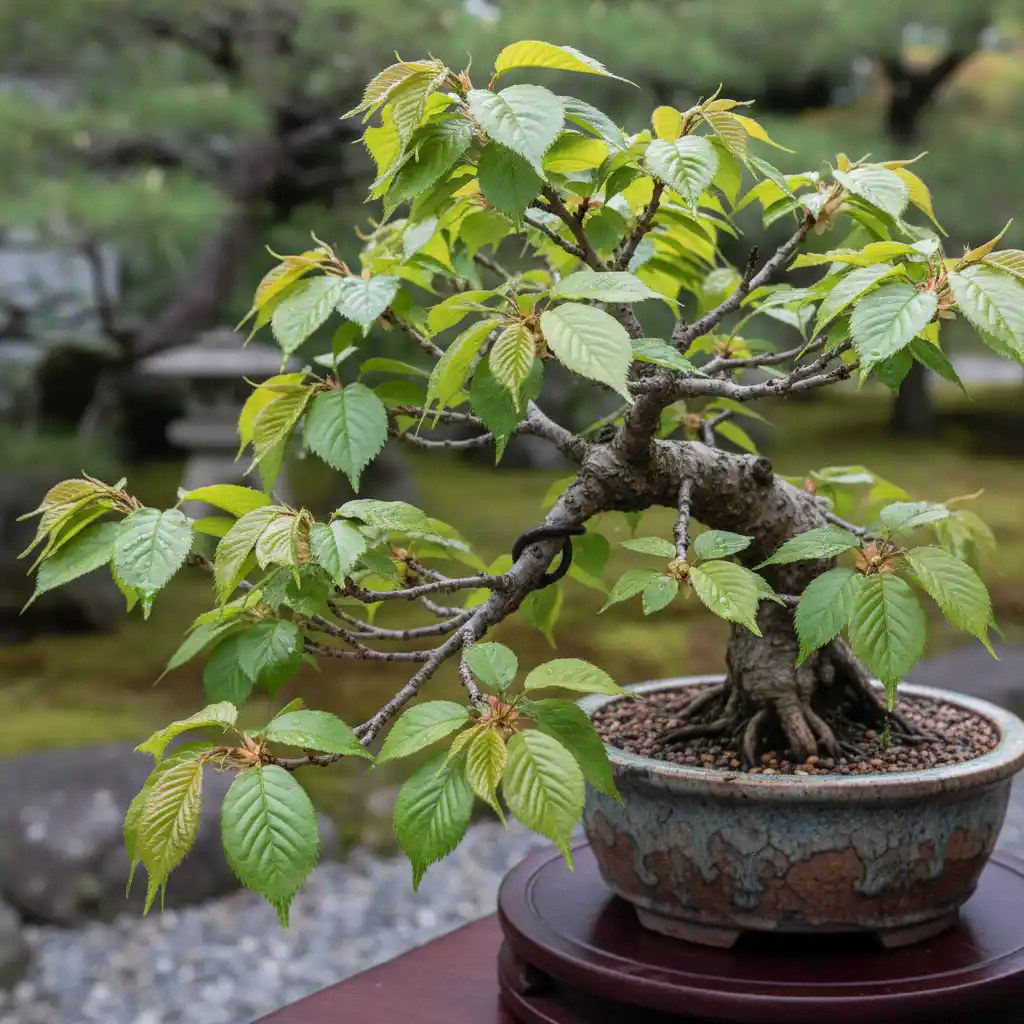 Cherry Blossom Bonsai Care - Close-up of a health